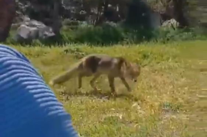 Bursa'da ilginç görüntüler