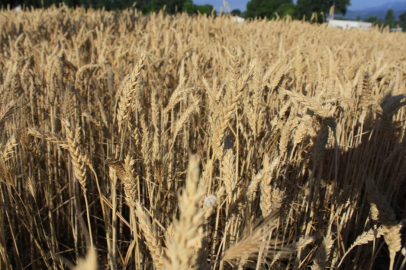 Dünya hububat üretiminde bir ilk gerçekleşecek