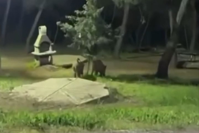 Bursa'da domuzlar piknik alanlarına indi