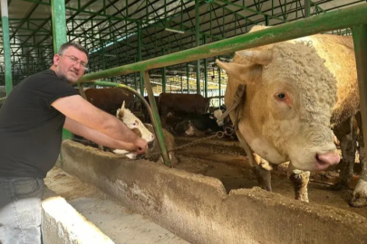 Bursa'da tonluk boğayı 400 bin liraya sattı