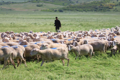 "Kırsalda Bereket Küçükbaşa Destek Projesi"nde son gün uyarısı