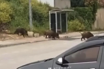 Bursa'da aç kalan domuz sürüsü şehir merkezine indi
