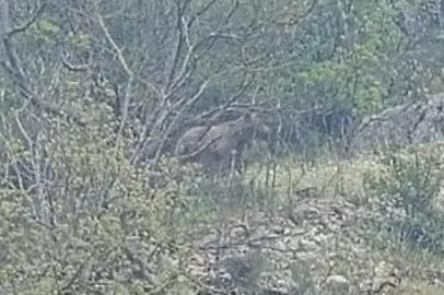 Orhaneli yolunda ayı paniği