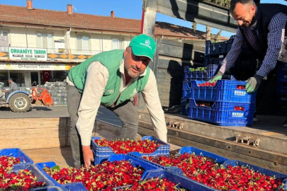 İznik’te mevsimin ilk karabodur kirazı hasadı başladı