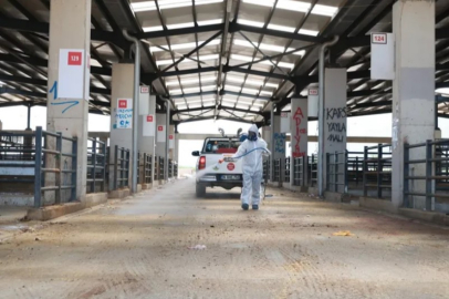 Osmangazi’de kurban pazarları ilaçlanarak dezenfekte edildi
