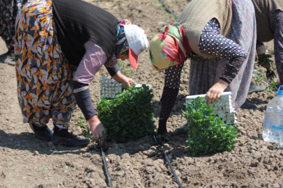 Karacabey'de kapya biber fide dikimi sürüyor