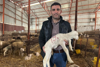 57 yıllık tecrübeden koyunculuğa başlayacaklara önemli öneriler