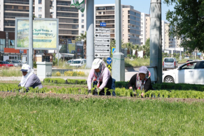 Bu yaz Osmangazi’de çiçek kokuları eksik olmayacak