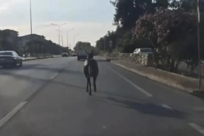 Bursa trafiğinde başıboş at paniği