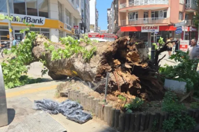 Bursa'da faciadan dönüldü...Asırlık çınar yola devrildi