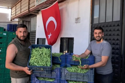 İznik'te Nazende fasulyesinde ilk hasat başladı