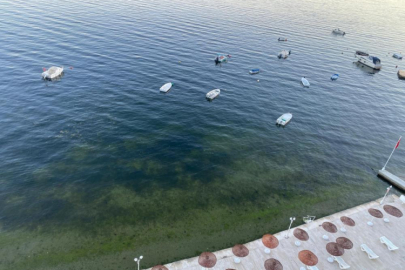 Gemlik Körfezi'nde sevindiren görüntüler