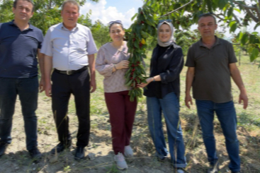 DAĞDER’den kiraz üreticilerine destek