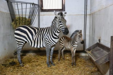 Bursa Hayvanat Bahçesi’ndeki zebra ailesi büyüyor