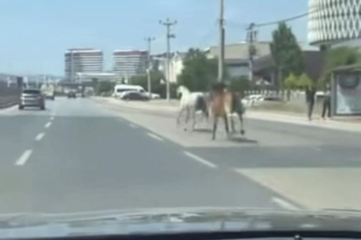 Bursa'da başıboş atlar trafiği tehlikeye attı