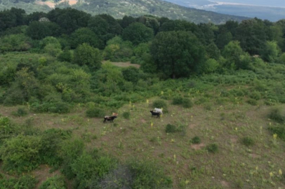 Bursa'nın 'özgür kurbanlıkları' dağlarda büyüyor