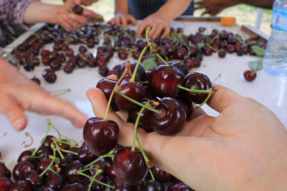 ABD ve Avrupa kirazda bu aromayı özellikle istiyor