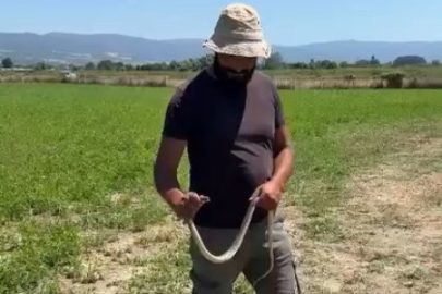 Bursa'da çiftçinin cesareti herkesi korkuttu