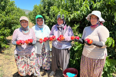 İznikli nektarin üreticisinden fiyat tepkisi