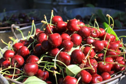 Stokların azlığı ve yüksek aroma tercihi Sultandağı vişnesini değerli yaptı