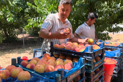 Gülaven şeftalisinin hasadı başladı
