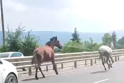Bursa'da başıboş atlar trafikte araçlarla yarıştı