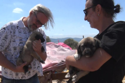 Birkaç köpekle başladı, bin 200 cana yuva oldu
