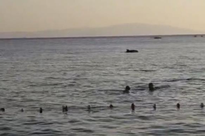 Bursa'da denize giren vatandaşlara yunus sürprizi