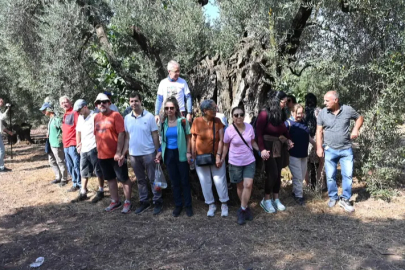 Gemlik'te zeytin ağacı 1500 yıldır meyve veriyor