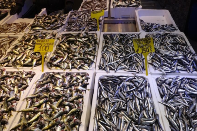 Hamsi ve istavrit avında kota vurgusu
