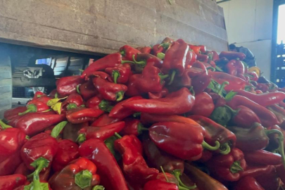 Yüksek aromasıyla öne çıkan Karacabey biberi salça yapımında revaçta