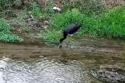 Nadir görülen kara leylek, Bursa'da kameralara takıldı