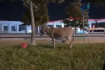 Bursa'da ağaca bağlanan eşek görenleri şaşırttı