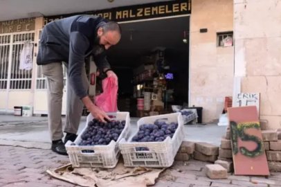 Bursalı çiftçi erikleri çöpe atmadı fenomen oldu