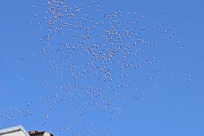 Leyleklerin Bursa semalarındaki dansı mest etti