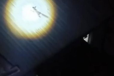 Bursa'da yolunu şaşıran tilki evin çatısına çıktı