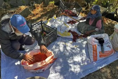Bursa'da evlat sevgisi acı biberi tatlı kıldı