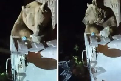 Uludağ'da yemek arayan ayı böyle görüntülendi