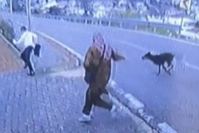 Bursa'da köpek dehşeti: Bacağını kırdı