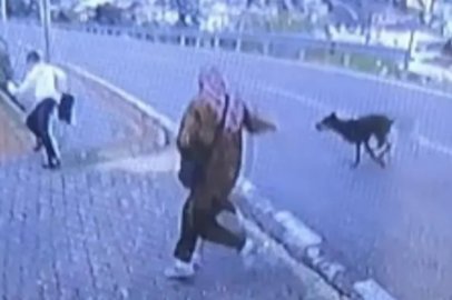 Bursa'da köpek dehşeti: Bacağını kırdı