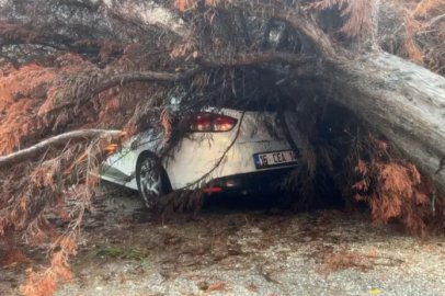 Bursa'da sağanak yağışa dayanamadı, ağacın üzerine devrildi