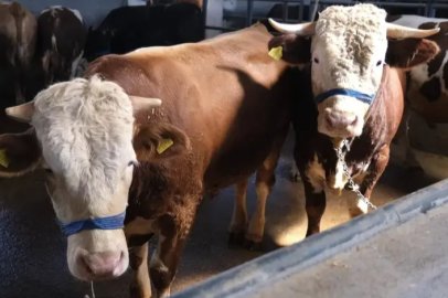 Büyükşehir'den besicilere destek