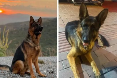 Bursa'da kaybolan Alman kurdunu bulana ödül