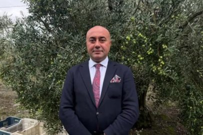 Türkiye'de zeytinde rekor rekolte beklentisi