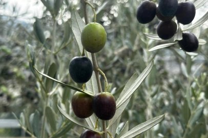 Bursa'da bu sezon 165 bin ton sofralık, 125 bin ton yağlık zeytin bekleniyor