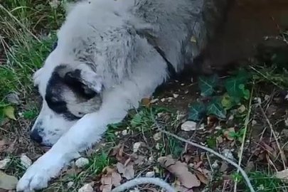 Ormanda tuzağa yakalanan köpeği arama kurtarma ekipleri kurtardı