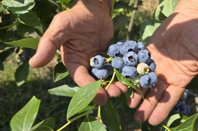 Bursa'nın yaban mersini için yol haritası paydaşlarla çiziliyor