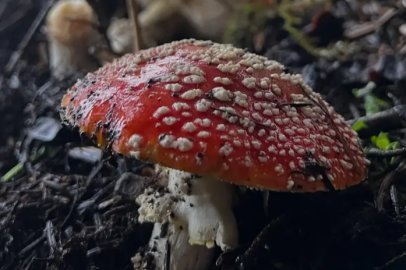 Uzmanı uyardı: Bilinçsiz mantar tüketmeyin!