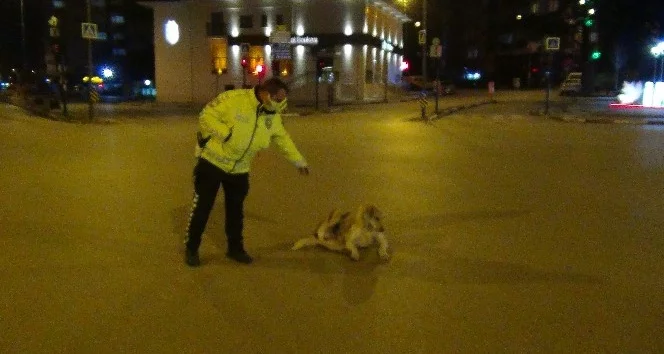 Polis memuruyla köpeğin gülümseten görüntüleri