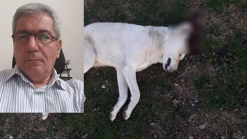 Köpeği vuran avukat serbest kaldı